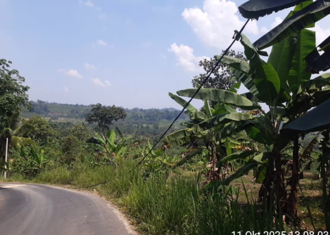Kabel Listrik Menyentuh Tanah di Dusun Telmo, PLN Sebut Ulah Truk Bermuatan Pisang